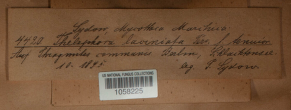 Thelephora caryophyllea image